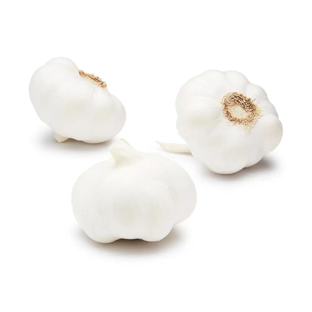 Garlic